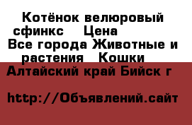 Котёнок велюровый сфинкс. › Цена ­ 15 000 - Все города Животные и растения » Кошки   . Алтайский край,Бийск г.